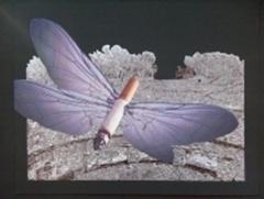 tndragonfly.jpg