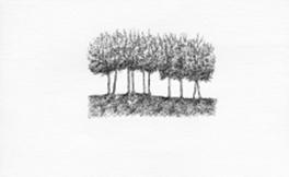 tntrees1.jpg
