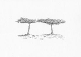tntrees3.jpg