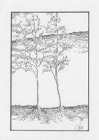 tntrees4.jpg